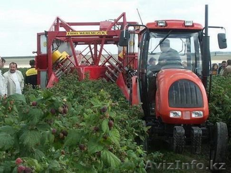 Саженцы ремонтантной малины из Польши - Изображение #4, Объявление #824128