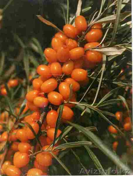 Партнерство и участие в инновационных проектах - Изображение #1, Объявление #820962