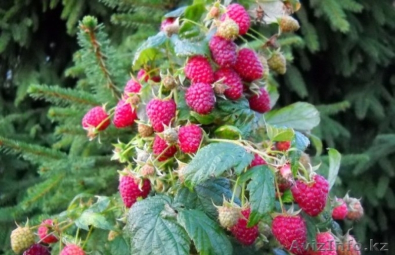 Реализуем саженцы из Европы! (малина, клубника) - Изображение #5, Объявление #820305