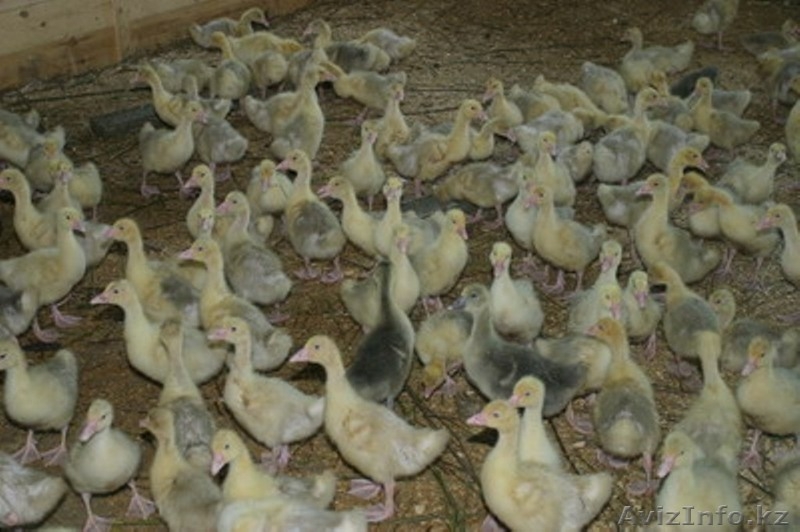 продам к/х близ Алматы - Изображение #6, Объявление #821935