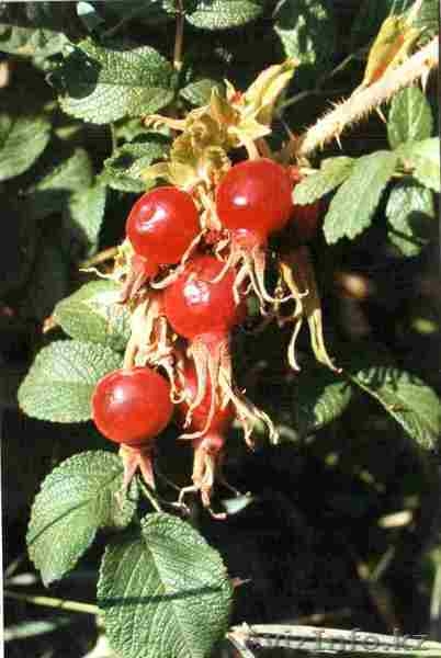 Партнерство и участие в инновационных проектах - Изображение #2, Объявление #820962