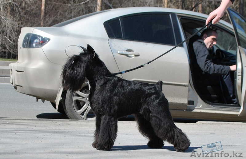 Щенки цвергшнауцера черного окраса - элита - Изображение #6, Объявление #838207