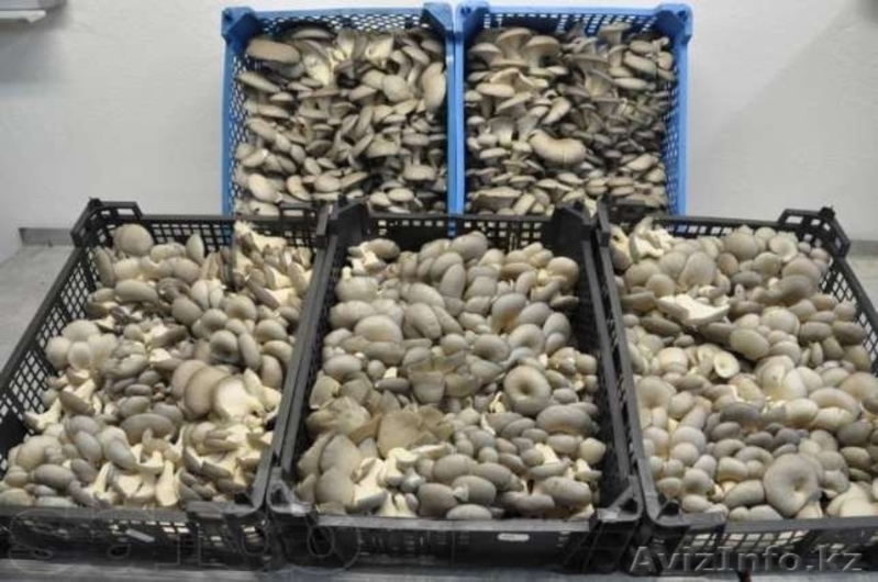 Грибные блоки (вешенка) помогу организовать бизнес, консультации, обучение - Изображение #3, Объявление #837030