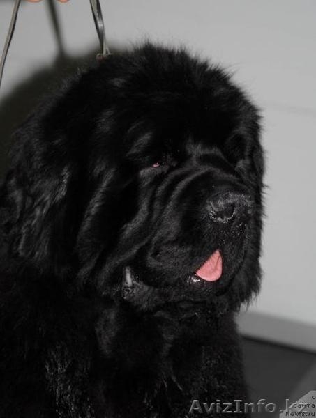 Продам  ньюфаундленда щенка - Изображение #3, Объявление #841222