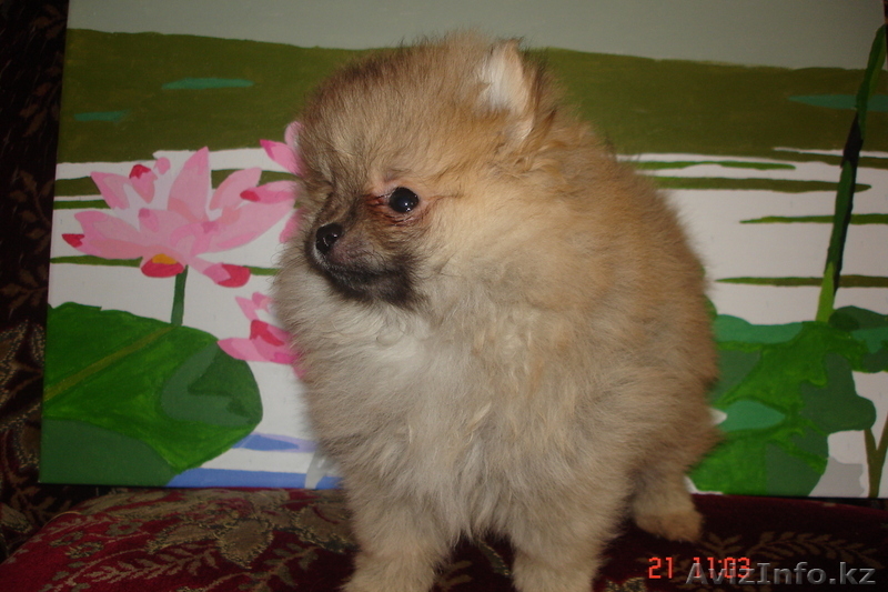 Продам щенков малого померанского шпица - Изображение #1, Объявление #834632