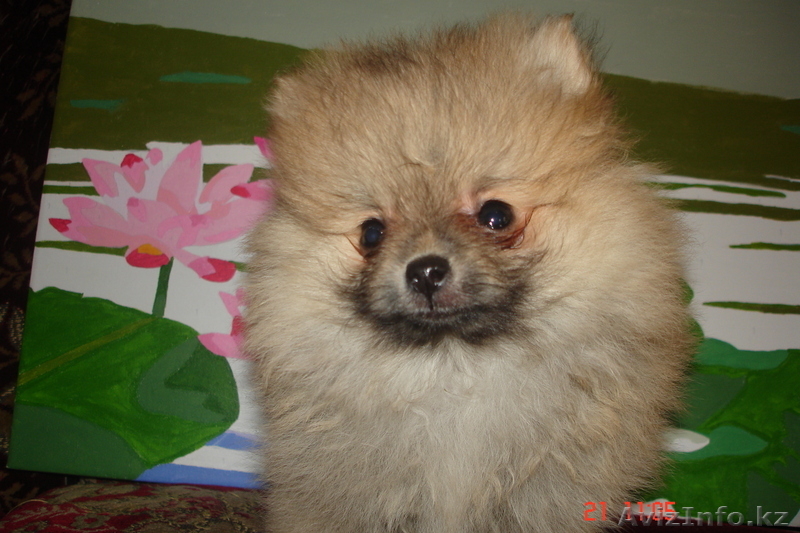 Продам щенков малого померанского шпица - Изображение #2, Объявление #834632