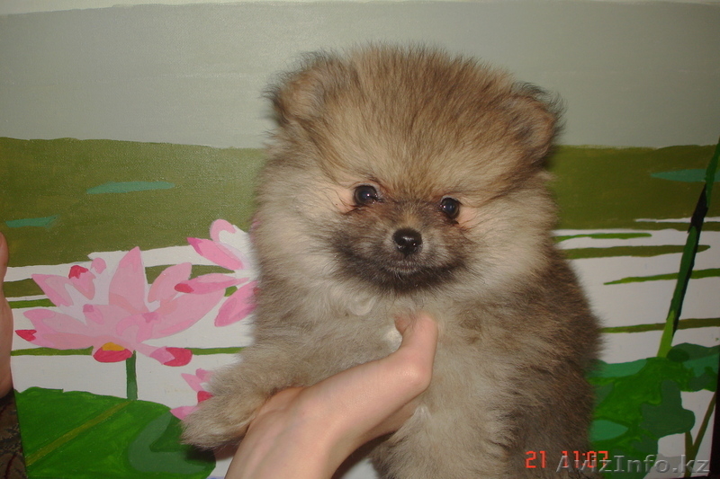 Продам щенков малого померанского шпица - Изображение #3, Объявление #834632