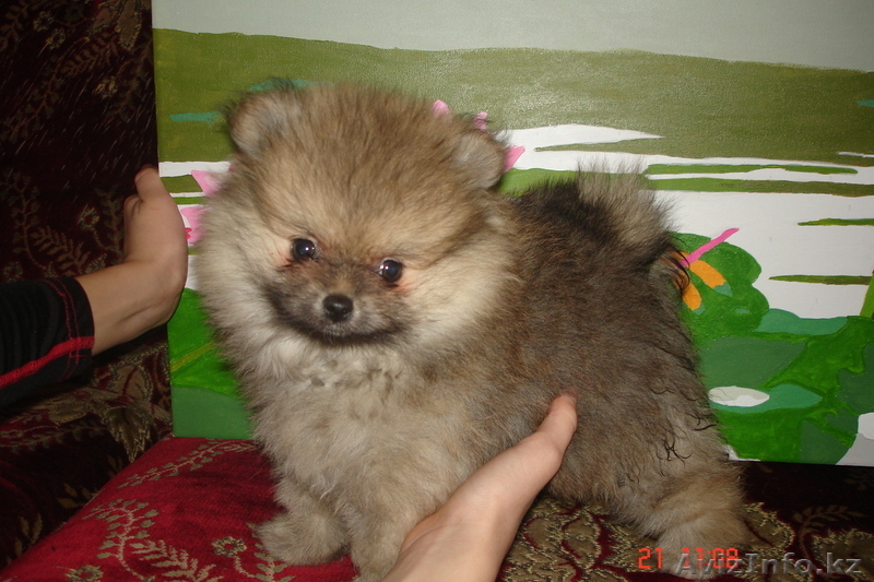 Продам щенков малого померанского шпица - Изображение #4, Объявление #834632