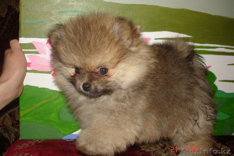Продам щенков малого померанского шпица - Изображение #6, Объявление #834632