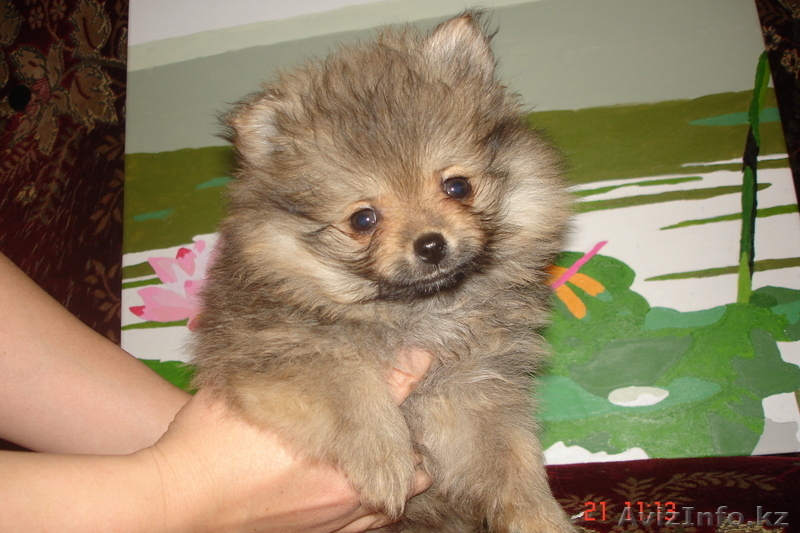 Продам щенков малого померанского шпица - Изображение #7, Объявление #834632