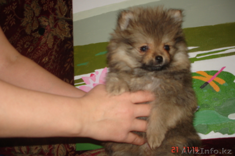 Продам щенков малого померанского шпица - Изображение #8, Объявление #834632