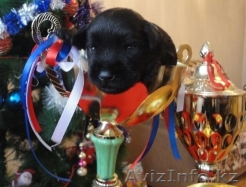 Щенки цвергшнауцера черного окраса - элита - Изображение #8, Объявление #838207