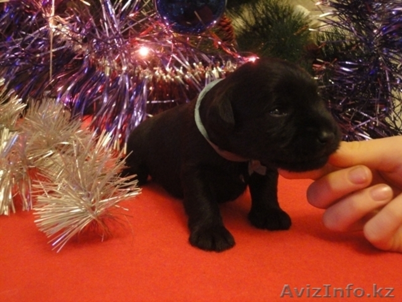 Щенки цвергшнауцера черного окраса - элита - Изображение #10, Объявление #838207