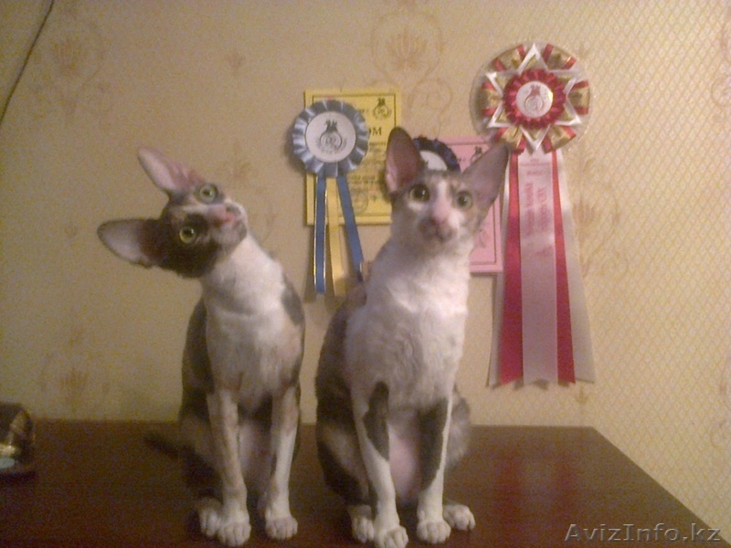 Продам котят породы Корниш-Рекс. - Изображение #3, Объявление #842134