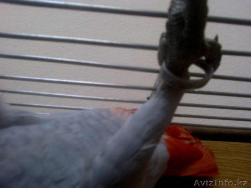 молодой жако говорящий - Изображение #3, Объявление #843401