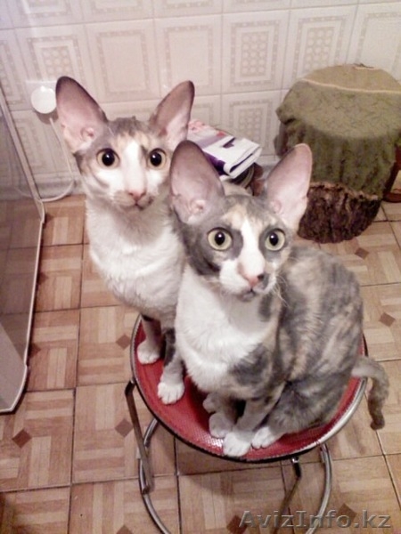 Продам котят породы Корниш-Рекс. - Изображение #2, Объявление #842134