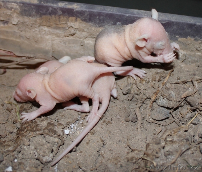 экзотические крысы сфинкс - Изображение #2, Объявление #839450