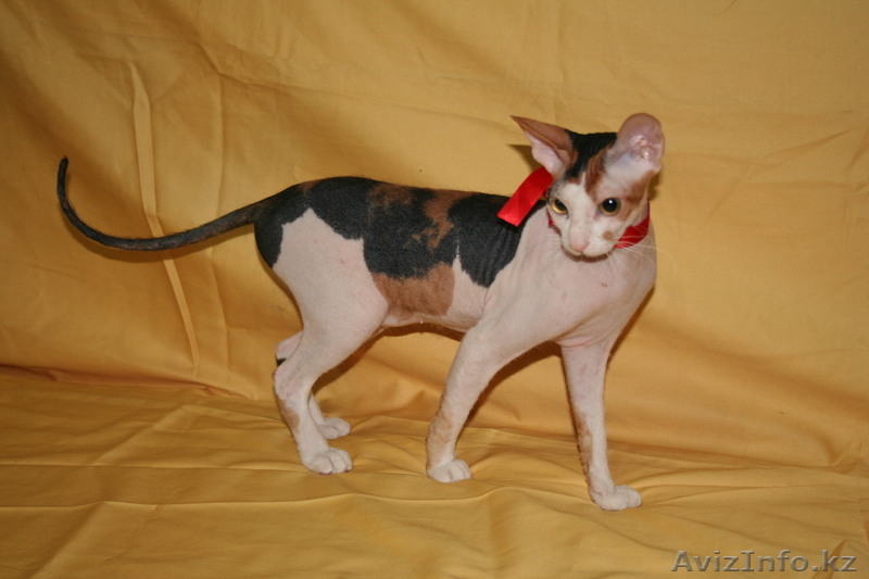 продам котят донского сфинкса - Изображение #8, Объявление #803342