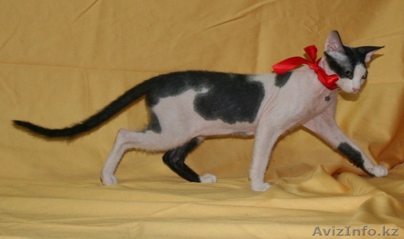 продам котят донского сфинкса - Изображение #6, Объявление #803342