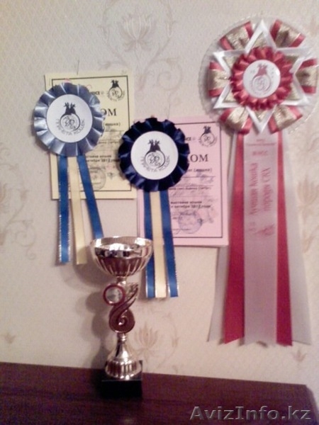 Продам котят породы Корниш-Рекс. - Изображение #4, Объявление #842134