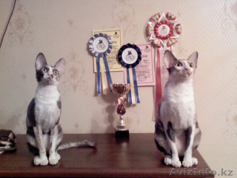 Продам котят породы Корниш-Рекс. - Изображение #1, Объявление #842134