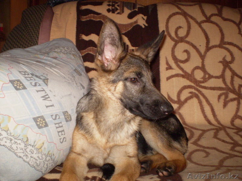 продаются немецкой овчарки щенки - Изображение #2, Объявление #666369