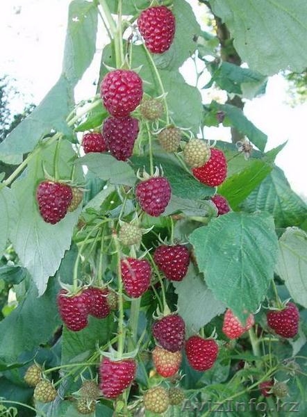 Саженцы ремонтантной малины - Изображение #3, Объявление #837263