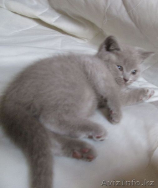 Продам котят британской короткошерстной породы - Изображение #3, Объявление #845862
