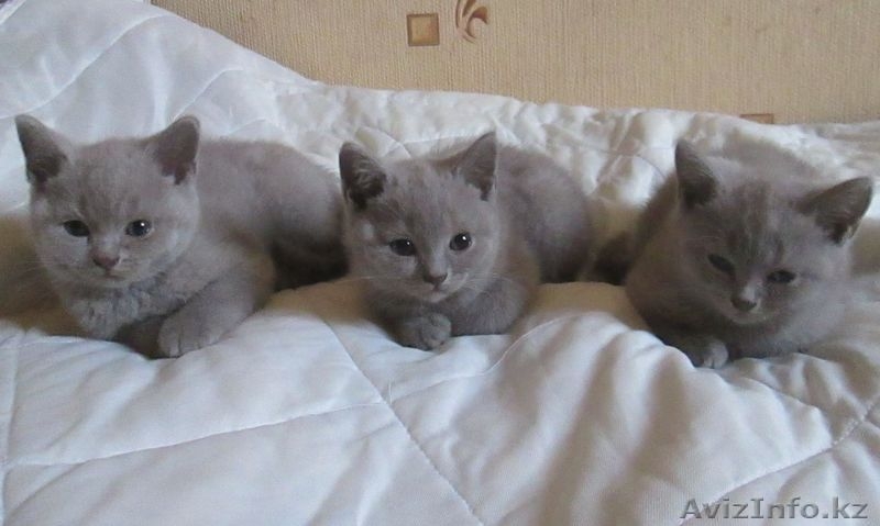 Продам котят британской короткошерстной породы - Изображение #1, Объявление #845862