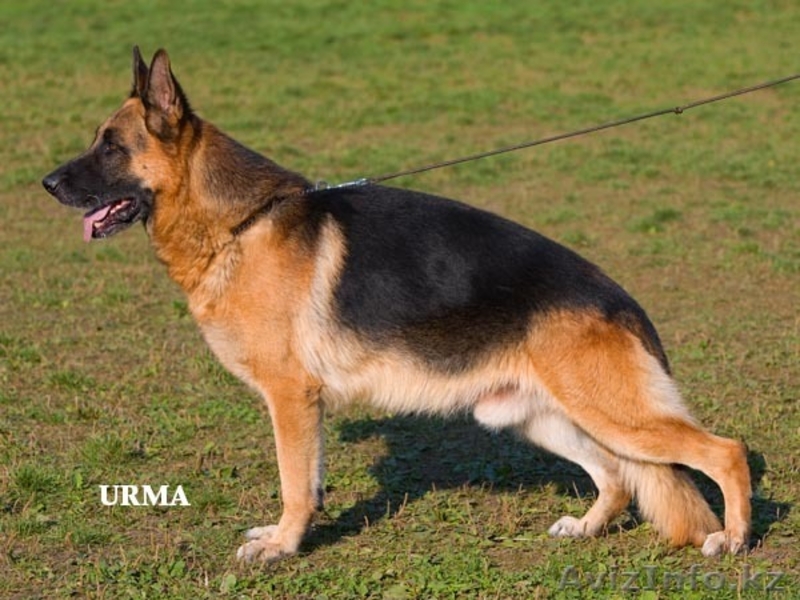 продаются немецкой овчарки щенки - Изображение #4, Объявление #666369