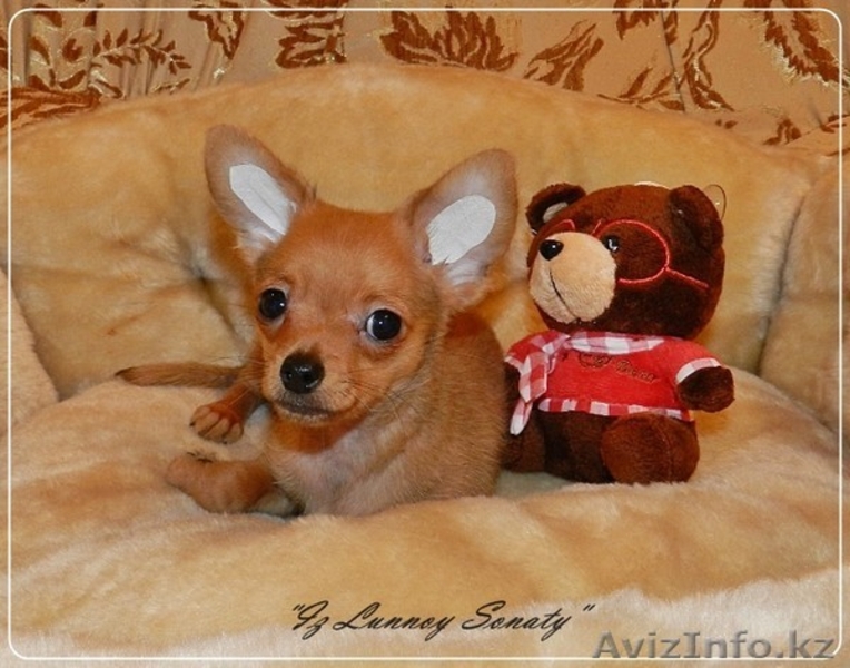 Русский той "из Лунной сонаты"- рыженький мальчик - Изображение #2, Объявление #872213