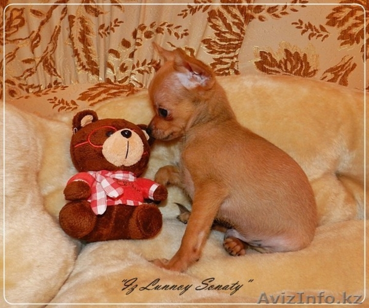 Русский той "из Лунной сонаты"- рыженький мальчик - Изображение #3, Объявление #872213