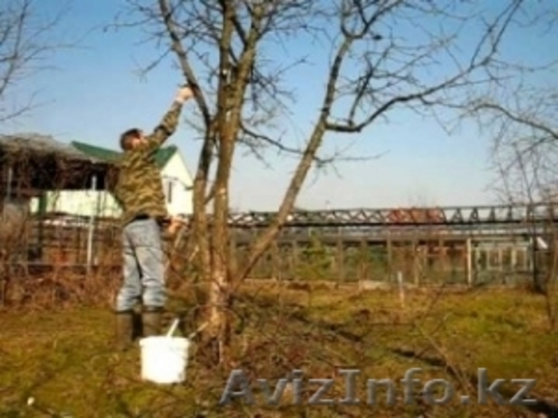 Услуги Садовника, Озеленение.  - Изображение #3, Объявление #862681