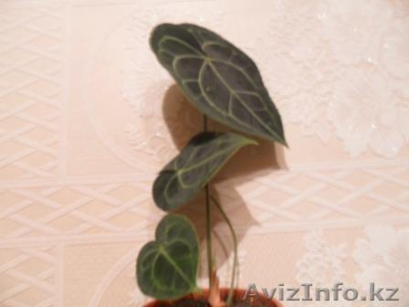 Антуриум "Хрустальный". - Изображение #3, Объявление #859967