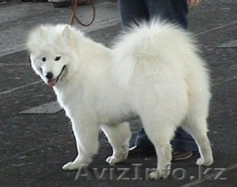 щенок лайки самоеда продаю в Алмате, алиментная девочка - Изображение #5, Объявление #856314