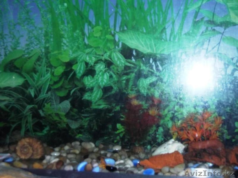 продам аквариум на 160 литров - Изображение #3, Объявление #860155