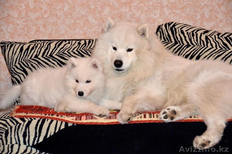 щенок лайки самоеда продаю в Алмате, алиментная девочка - Изображение #3, Объявление #856314