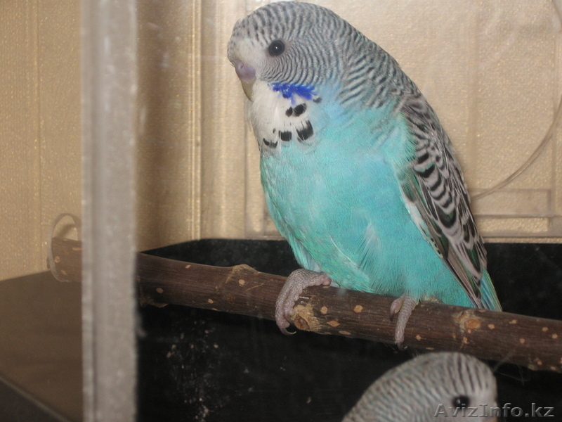попуггаи волнистые - Изображение #3, Объявление #641757