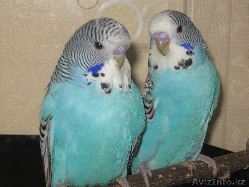 попуггаи волнистые - Изображение #4, Объявление #641757