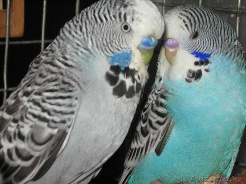попуггаи волнистые - Изображение #5, Объявление #641757