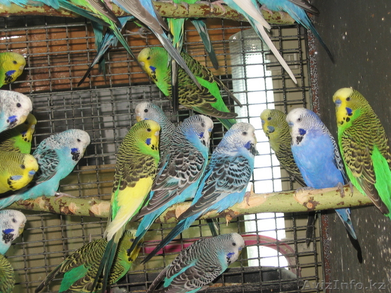 попуггаи волнистые - Изображение #6, Объявление #641757