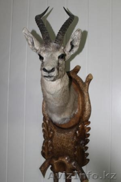 Коллекция чучел - Изображение #3, Объявление #872283