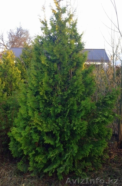 Хвойные растения:голубая ель, можжевельник,туя, сосна.... Распродажа. - Изображение #1, Объявление #871574
