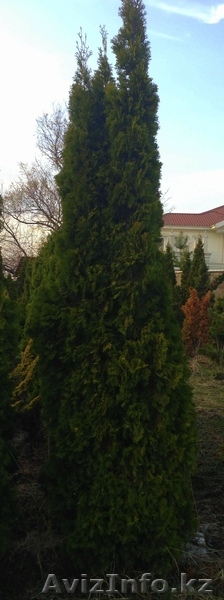 Хвойные растения:голубая ель, можжевельник,туя, сосна.... Распродажа. - Изображение #2, Объявление #871574