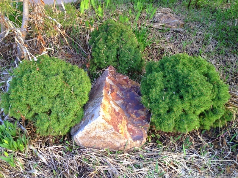 Хвойные растения:голубая ель, можжевельник,туя, сосна.... Распродажа. - Изображение #3, Объявление #871574