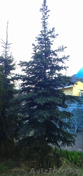 Хвойные растения:голубая ель, можжевельник,туя, сосна.... Распродажа. - Изображение #5, Объявление #871574