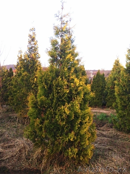 Хвойные растения:голубая ель, можжевельник,туя, сосна.... Распродажа. - Изображение #8, Объявление #871574