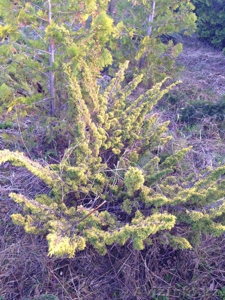 Хвойные растения:голубая ель, можжевельник,туя, сосна.... Распродажа. - Изображение #9, Объявление #871574