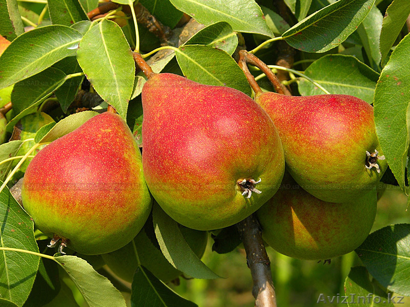 Груши каллированные, саженцы груши - Изображение #6, Объявление #763330