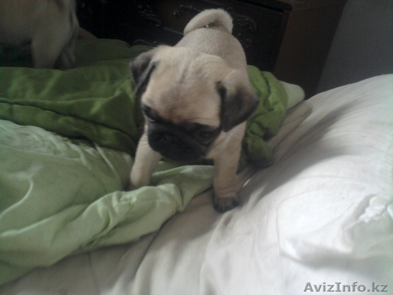 продам  щенков мопсов от импортных родителей - Изображение #2, Объявление #870226